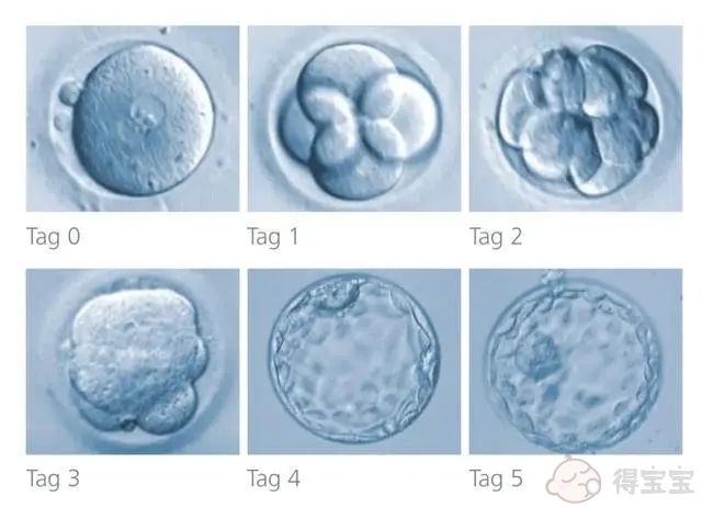 将胚胎培养成囊胚的成功率是多少 有哪些步骤