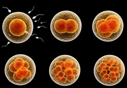 试管婴儿胚胎等级意味着什么？