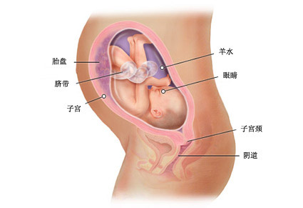 30周孕期症状_胎儿图_孕期身体变化_30周孕期注意事项